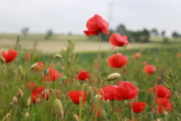 Dożynki Gminne w Krasocinie już jutro – zapraszają witacze